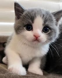 gatinho fofo